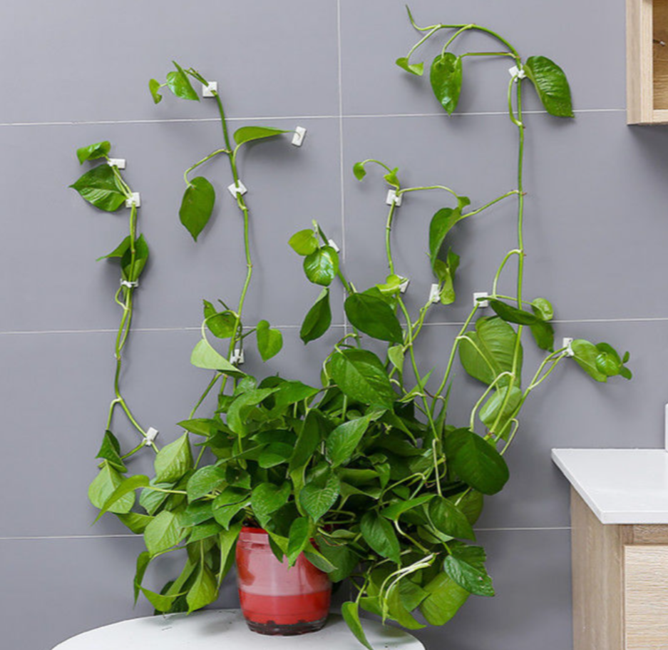 Wholesale Plastic Self-Adhesive Plant Support Plant Climbing Wall Plant Clip